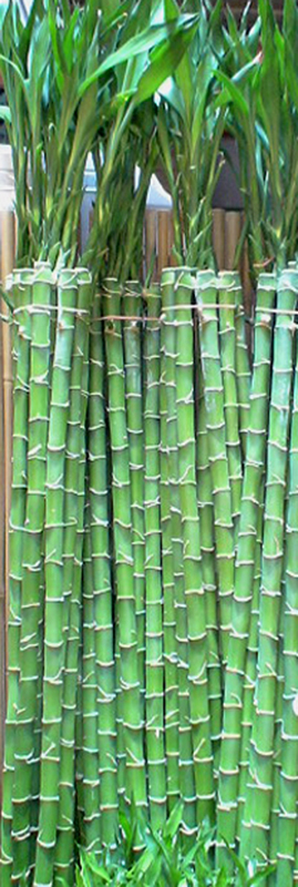 40-60 inch straight bamboo stalks